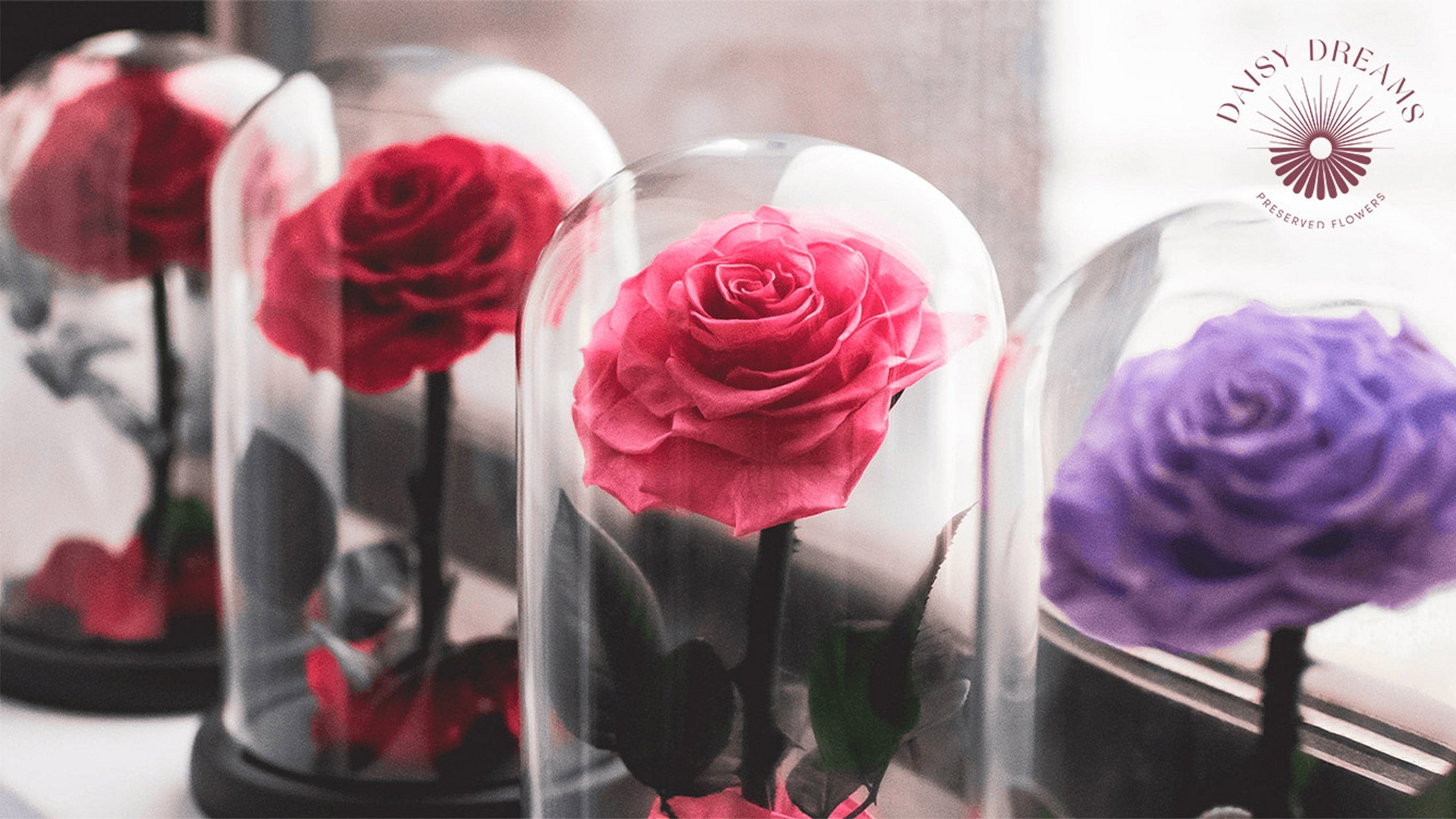 Preserved roses in glass domes displayed on a windowsill for elegant floral decor inspiration