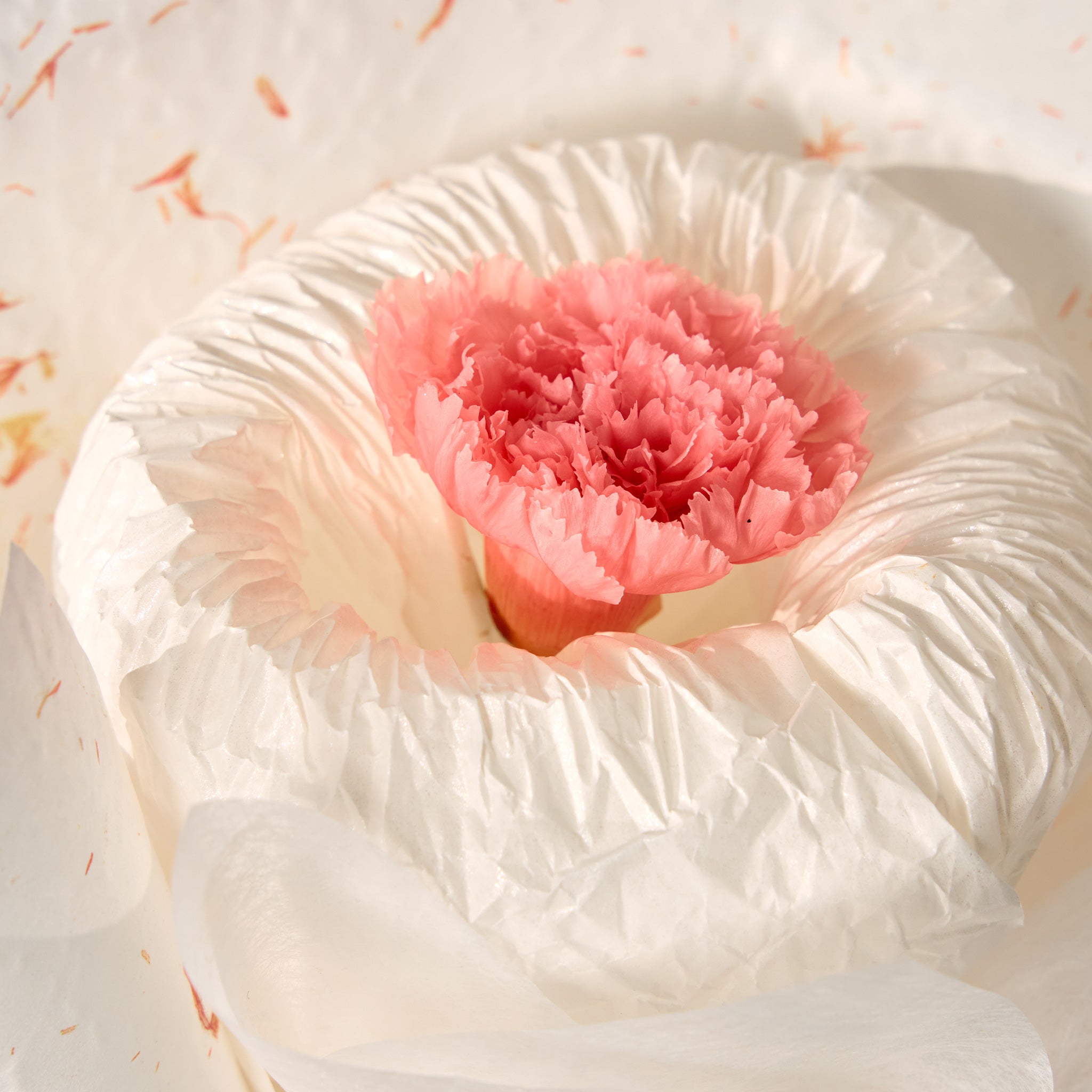 Luna (1 Carnation) – Pink