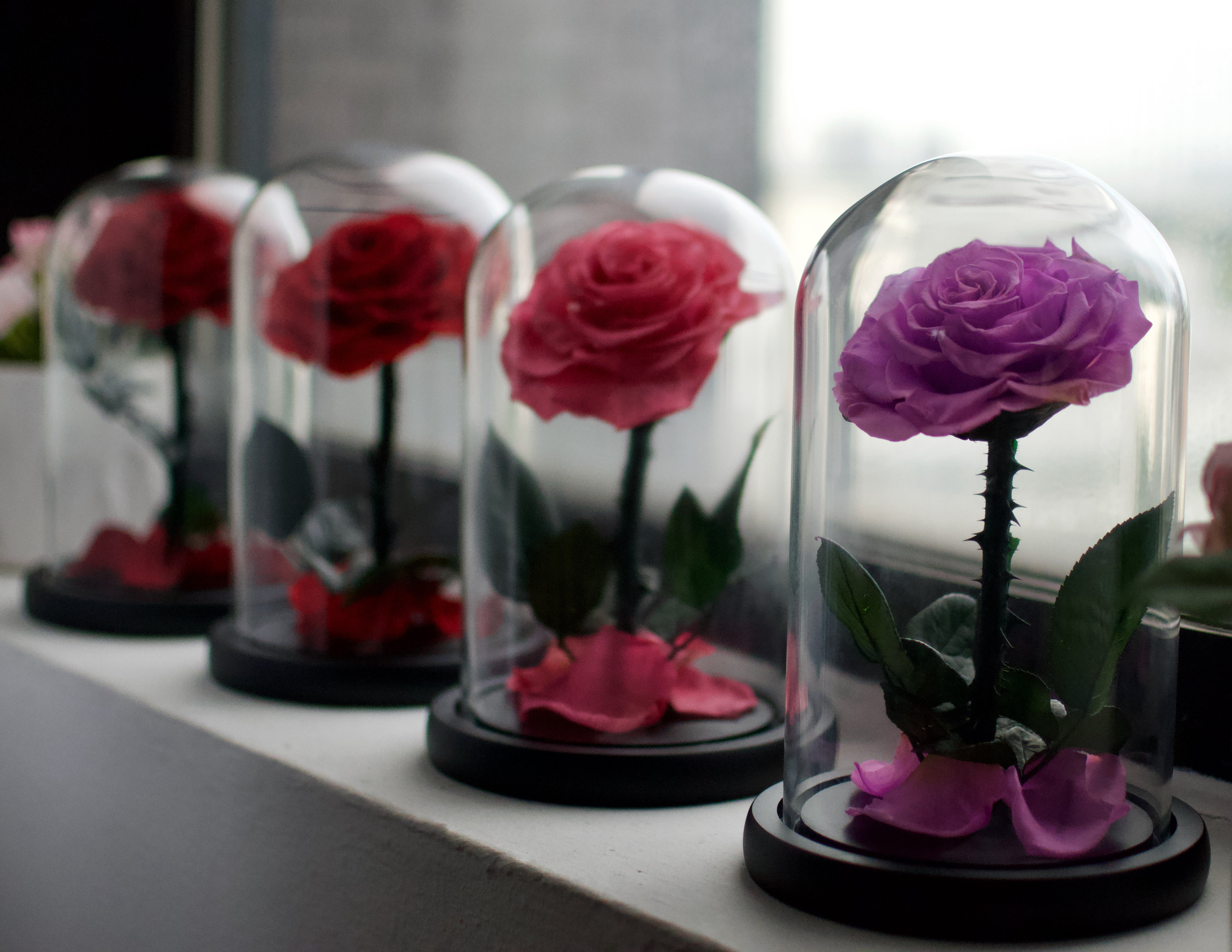 Daisy Dreams Preserved Flowers - Rose Dome