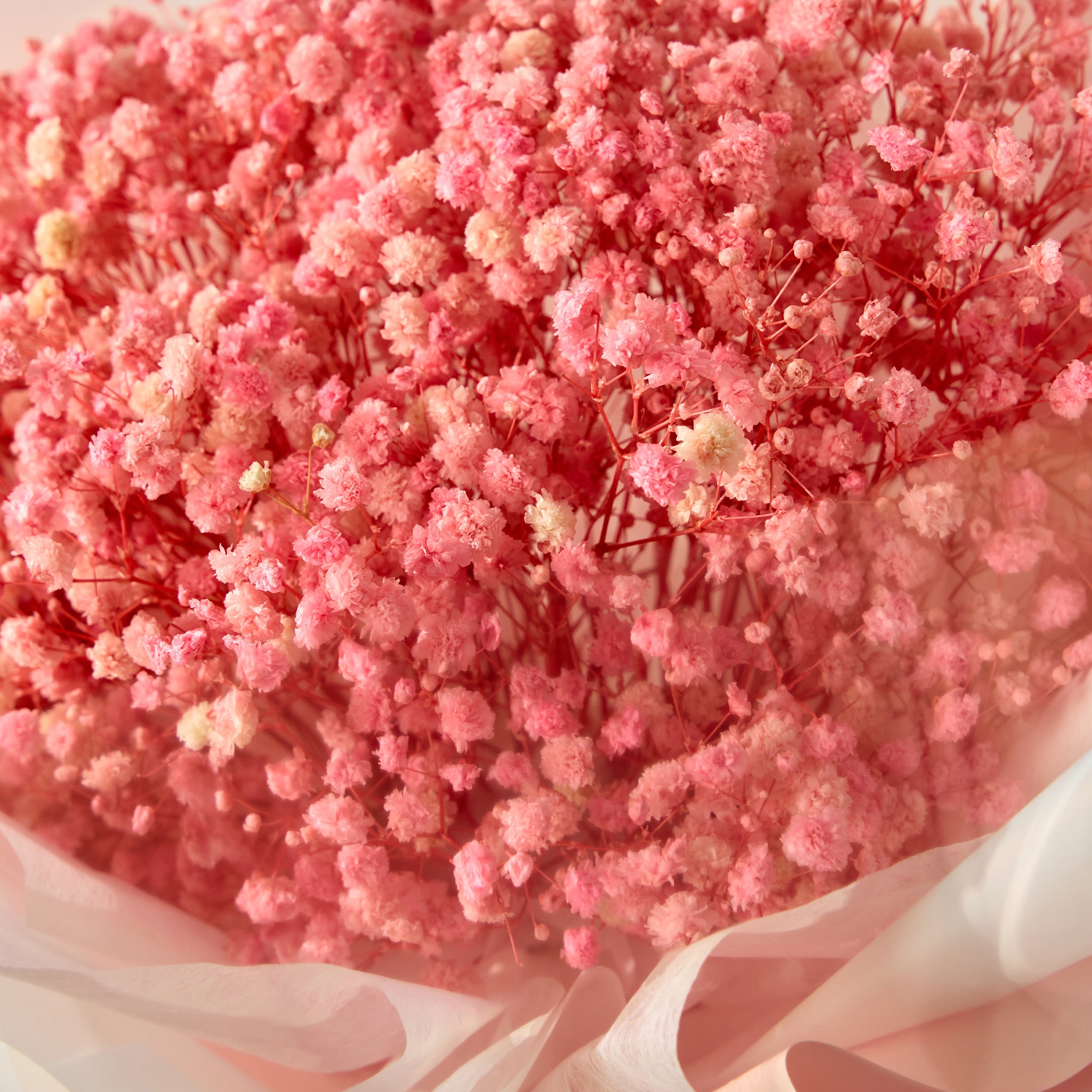 Bouquet of pink baby's breath with a white tissue wrapping paper