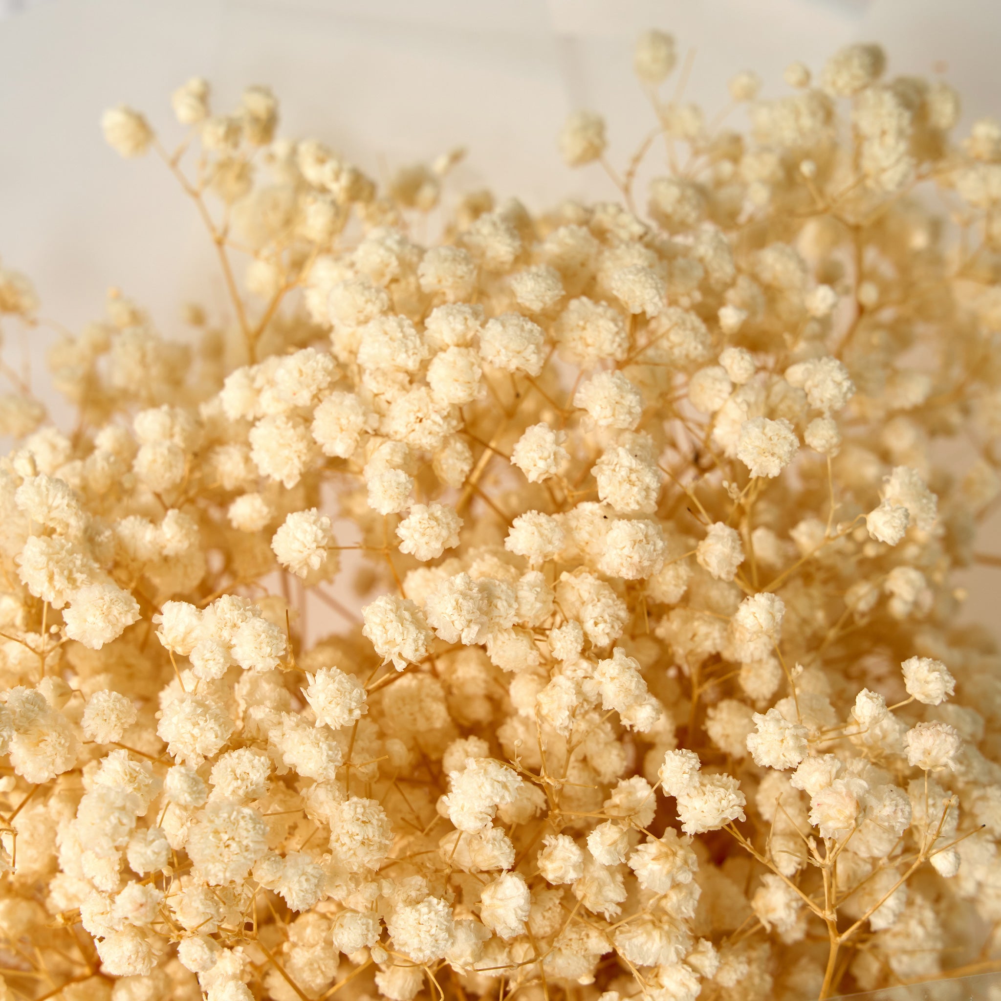 Close-up of white baby's breath on a light background
